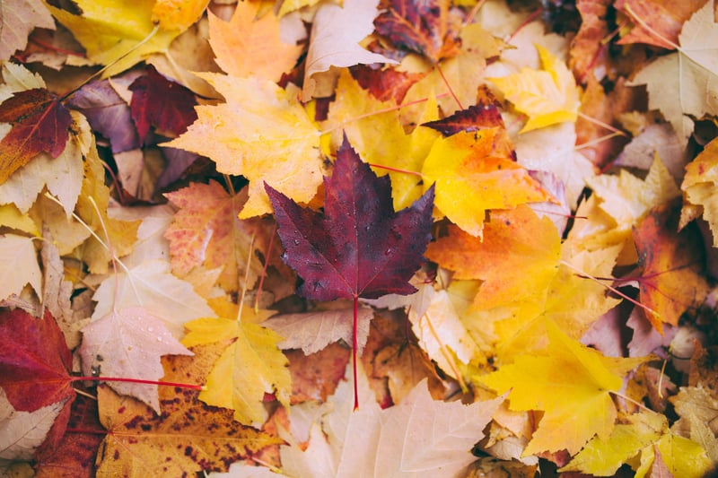 Autumns 5 Most Important Commercial Landscape Maintenance Tasks