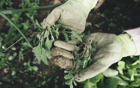 Everything You Need To Know About Your Spring Grounds Clean Up
