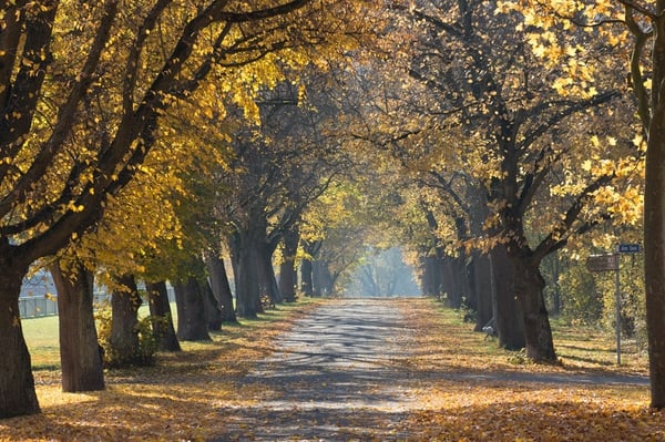 How to prepare your business grounds for the autumn season