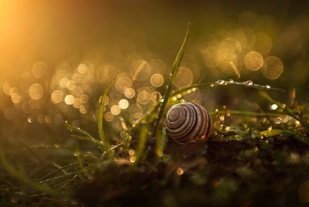 The Future Of The Grounds Maintenance Industry & Environmental Consideration