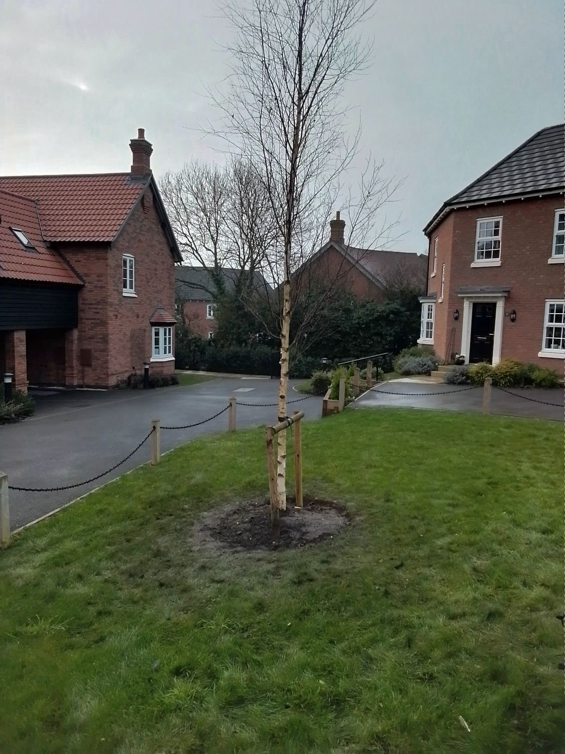Trees