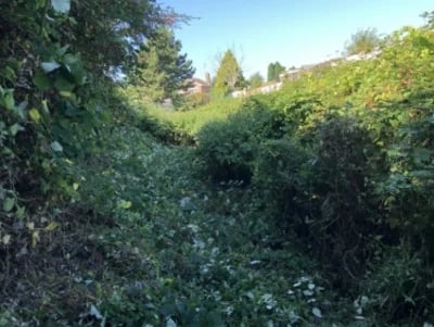 Vegetation Management