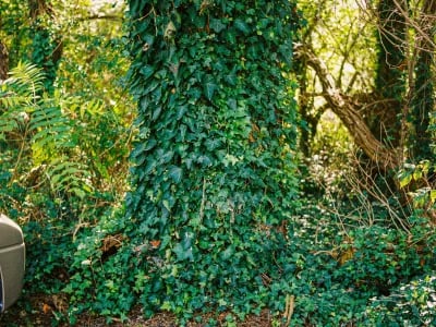 tree inspections