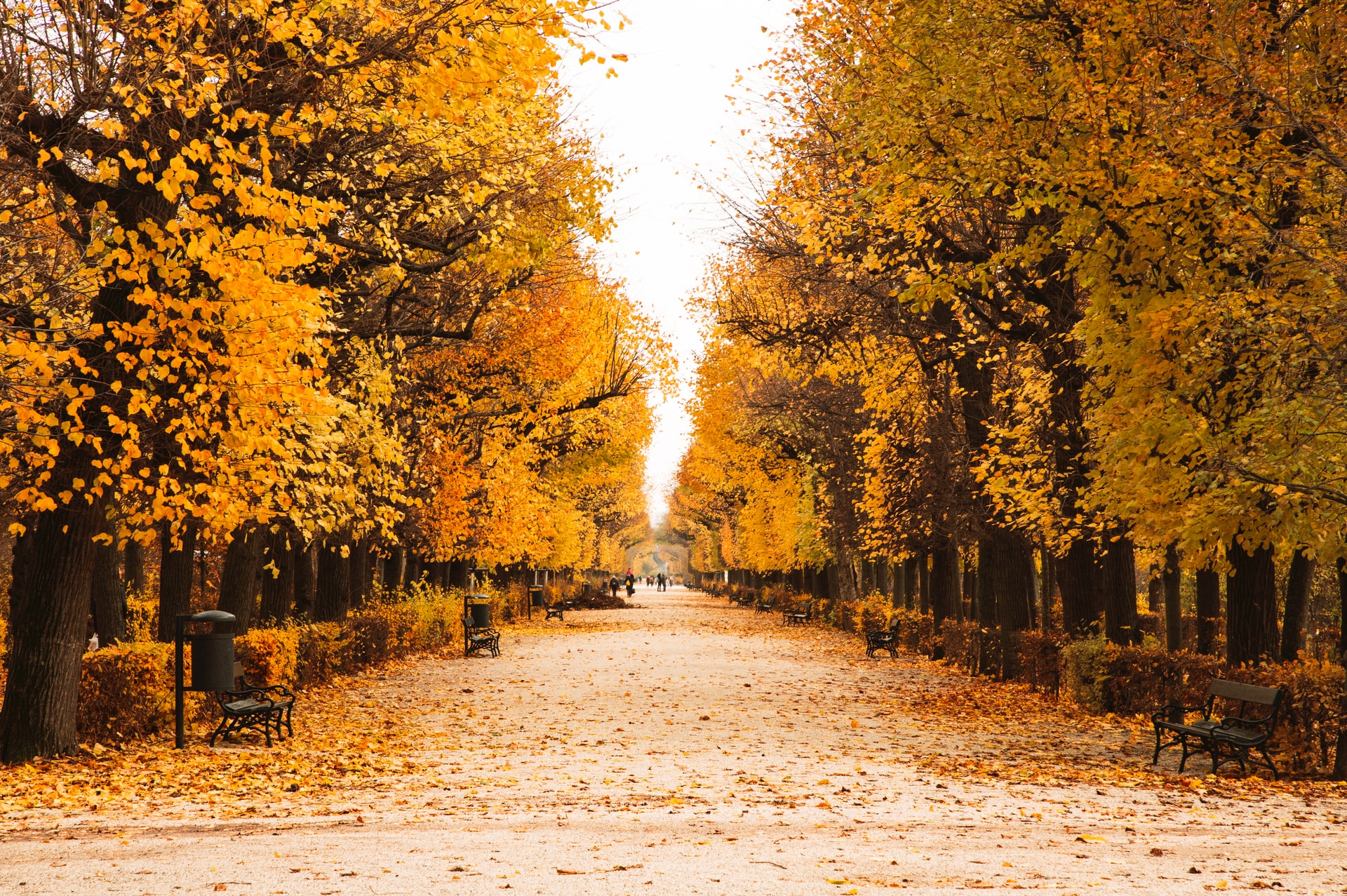 Autumn leaves: They May Look Pretty, But They're a Business Grounds Hazard!