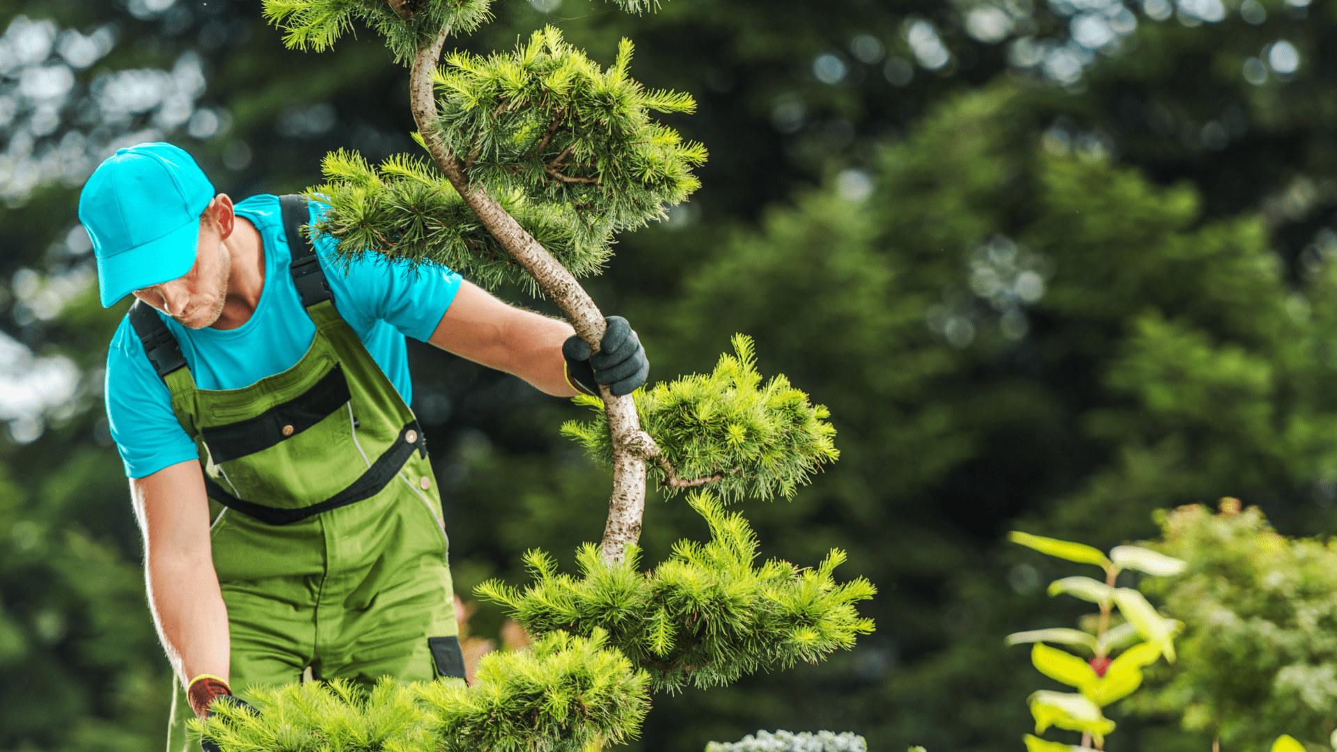 Tree_Inspections_1