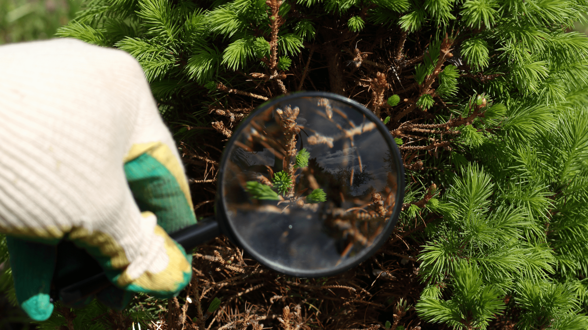 Tree_Inspections_2