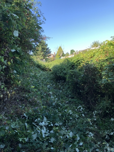 Vegetation-Management-1