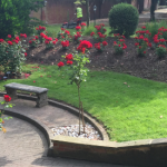 red roses in neat garden