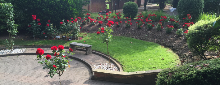 red roses in neat garden